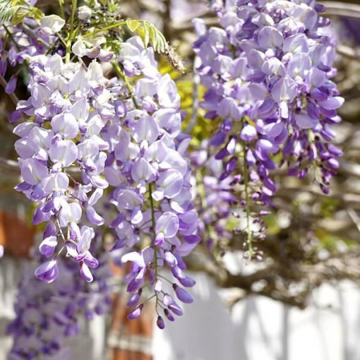 Glycine de Chine BLEU-VIOLET simple, 2l