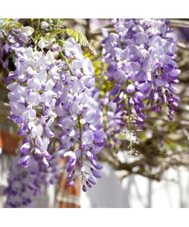 Glycine de Chine BLEU-VIOLET  P9/C1