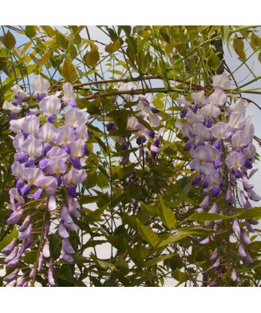 Glycine de Chine BLEU-VIOLET  P9/C1