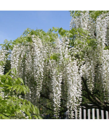 Glycine de Chine Alba simple, 4l