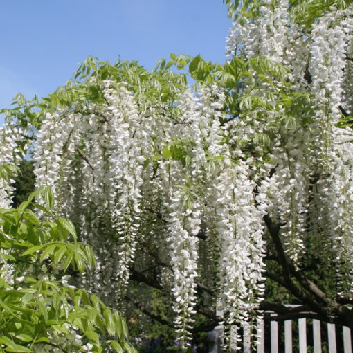 Glycine de Chine Alba simple, 4l
