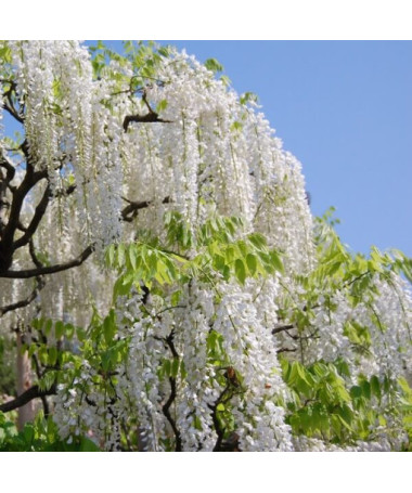Glycine de Chine Alba simple, 4l