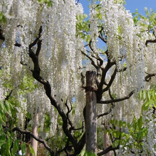 Glycine de Chine Alba simple, 4l