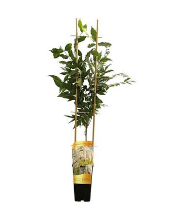 Glycine de Chine Alba simple,  2l