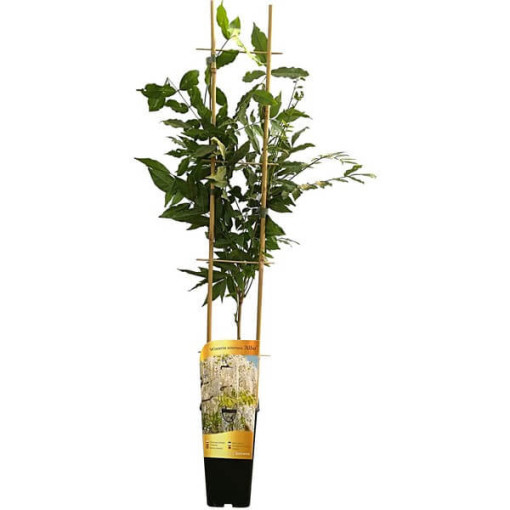 Glycine de Chine Alba simple,  2l