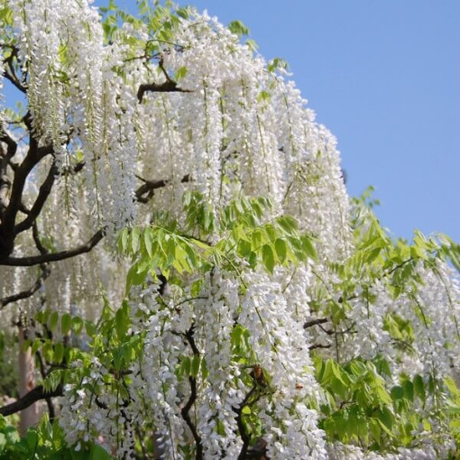 Glycine de Chine Alba simple,  2l