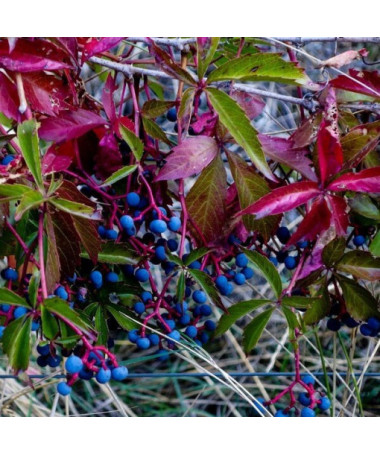 Vigne vierge des buissons simple, 2L