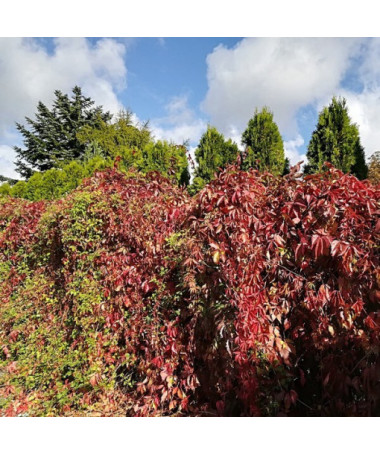 Vigne vierge des buissons P9/C1