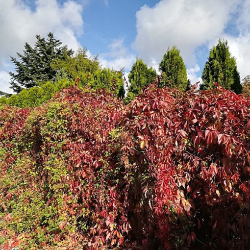 Vigne vierge des buissons P9/C1