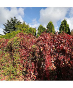 Vigne vierge des buissons P9/C1