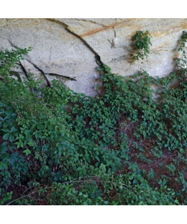 Vigne vierge des buissons P9/C1