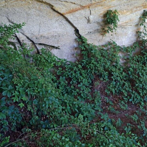 Vigne vierge des buissons P9/C1