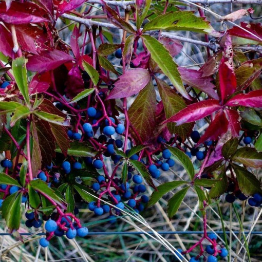 Vigne vierge des buissons P9/C1