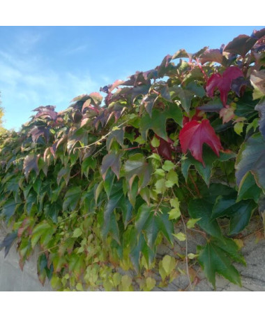 Vigne vierge à trois lobes 'Veitchii' P9/C1