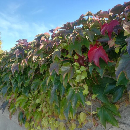 Vigne vierge à trois lobes 'Veitchii' P9/C1