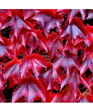 Vigne vierge à trois lobes 'Veitchii' P9/C1