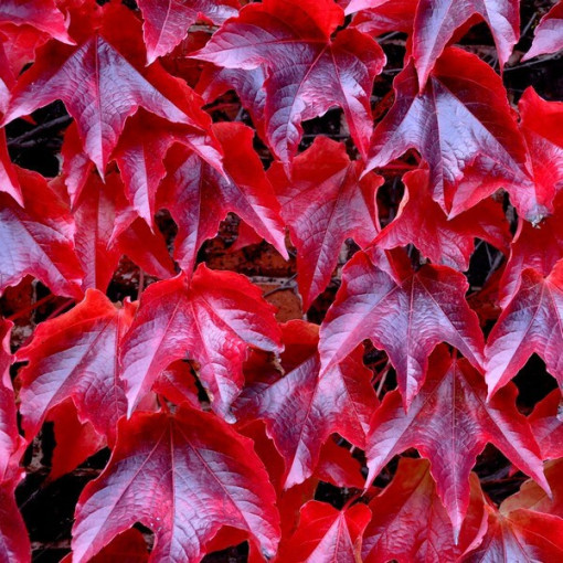 Vigne vierge à trois lobes 'Veitchii' P9/C1