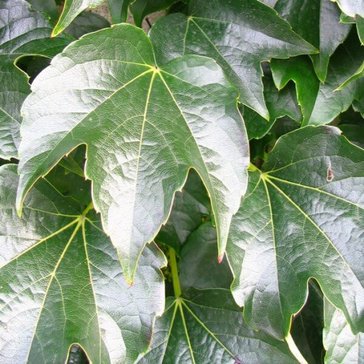 Vigne vierge à trois lobes 'Veitchii' P9/C1