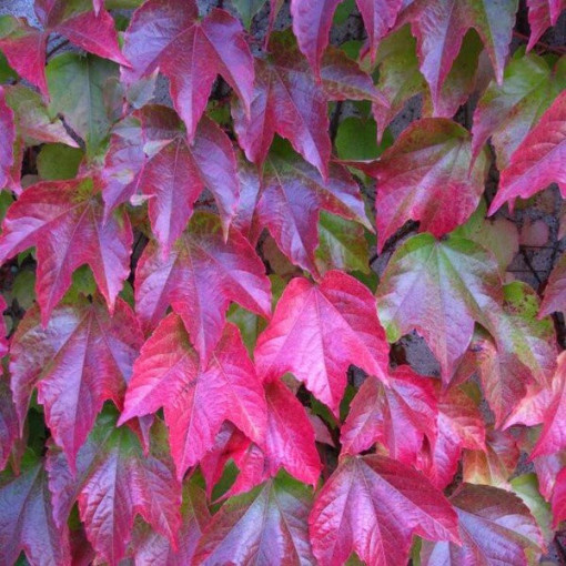 Vigne vierge 'Veitchii' en pot de 2L