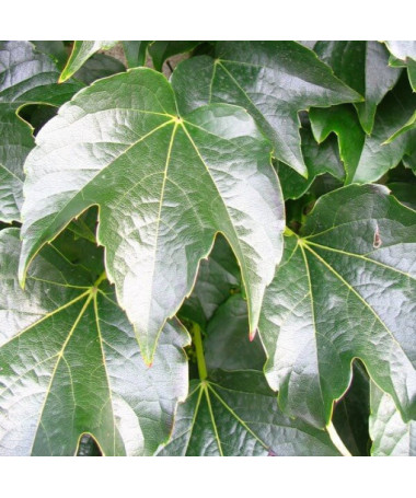 Vigne vierge 'Veitchii' en pot de 2L