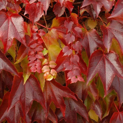 Vigne vierge 'Veitchii' en pot de 2L