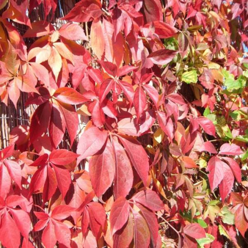 Vigne vierge Murorum (à cinq lobes) pot, 2L