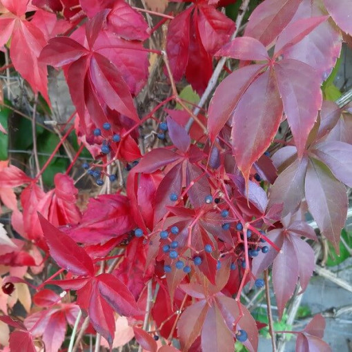 Vigne vierge Murorum (à cinq lobes) pot, 2L