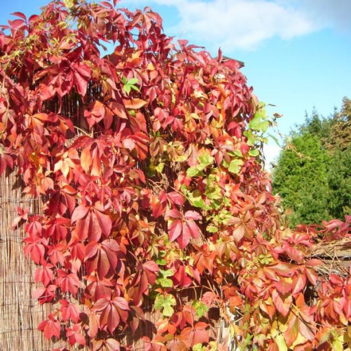 Vigne vierge Murorum (à cinq lobes) P9/C1