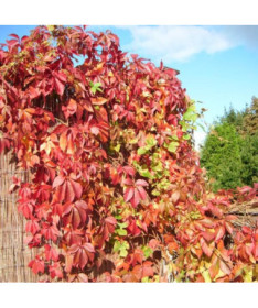 Vigne vierge Murorum (à cinq lobes) P9/C1
