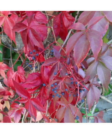 Vigne vierge Murorum (à cinq lobes) P9/C1