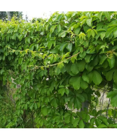 Vigne vierge (à cinq lobes) Troki P9/C1