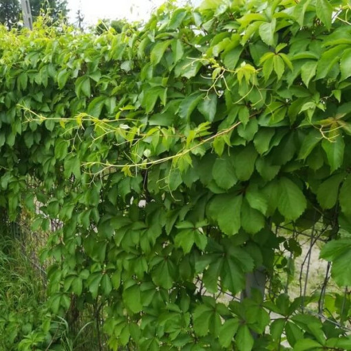 Vigne vierge (à cinq lobes) Troki P9/C1