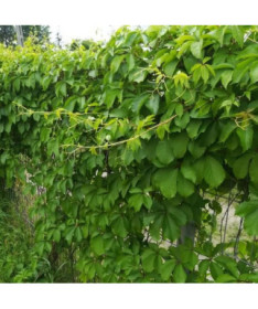 Vigne vierge (à cinq lobes) Troki P9/C1