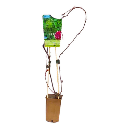 Vigne vierge (à cinq lobes) Troki P9/C1