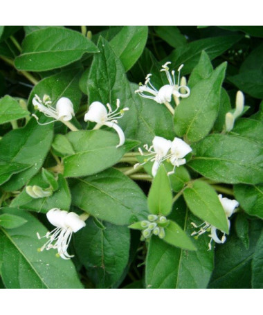 Chèvrefeuille à pointes aiguës TOUJOURS VERT P9/C1