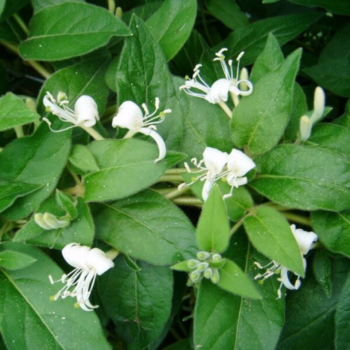Chèvrefeuille à pointes aiguës TOUJOURS VERT P9/C1
