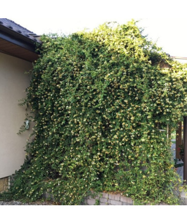 Chèvrefeuille à pointes aiguës TOUJOURS VERT P9/C1