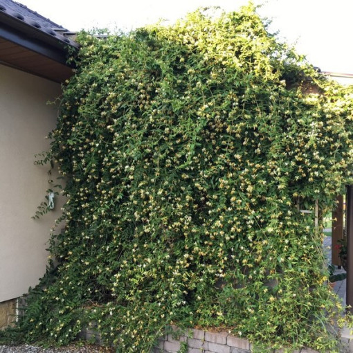 Chèvrefeuille à pointes aiguës TOUJOURS VERT P9/C1