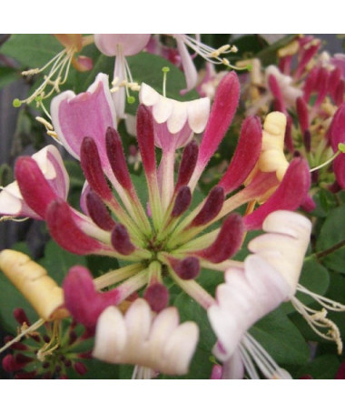 Chèvrefeuille côtier Serotina PARFUMÉ pot, 2L