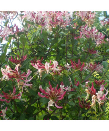 Chèvrefeuille poméranien 'Serotina' Parfumé, pot de 4L