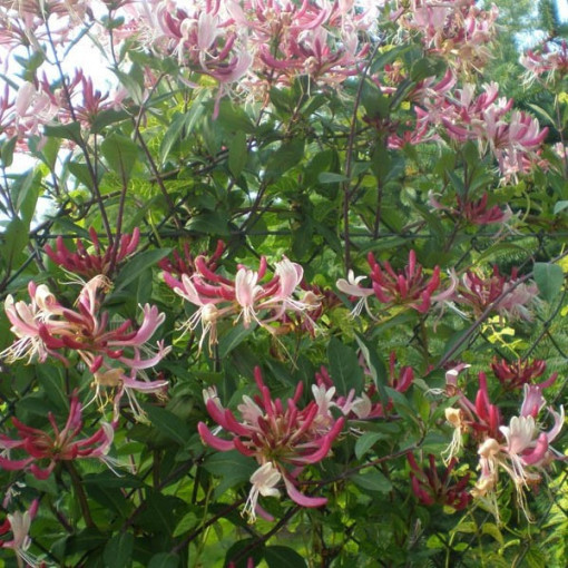 Chèvrefeuille poméranien 'Serotina' Parfumé, pot de 4L