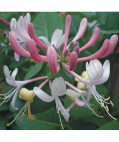 Chèvrefeuille poméranien 'Serotina' Parfumé, pot de 4L