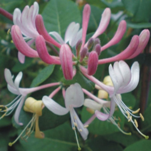 Chèvrefeuille poméranien 'Serotina' Parfumé, pot de 4L