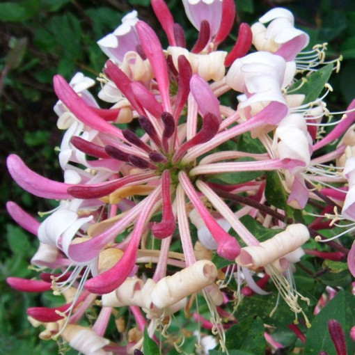 Chèvrefeuille poméranien 'Serotina' Parfumé, pot de 4L