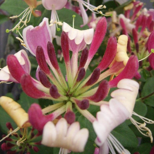 Chèvrefeuille poméranien 'Serotina' Parfumé, pot de 4L