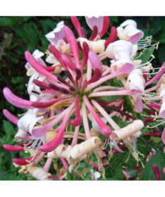 Chèvrefeuille poméranien 'Serotina' Parfumé P9/C1