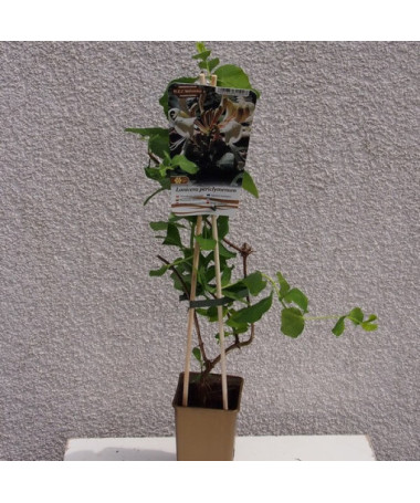 Chèvrefeuille parfumé 'Pomorski' pot, 2L