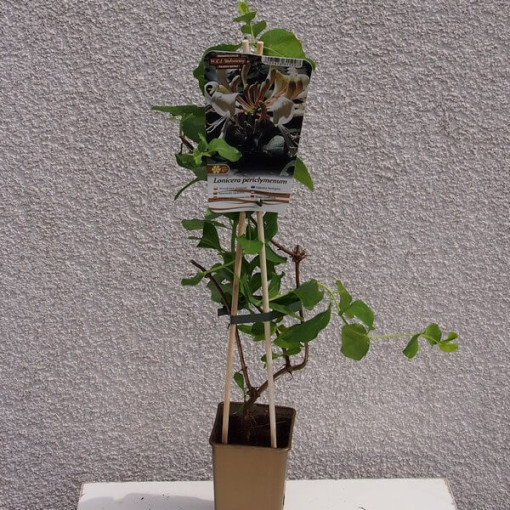 Chèvrefeuille parfumé 'Pomorski' pot, 2L