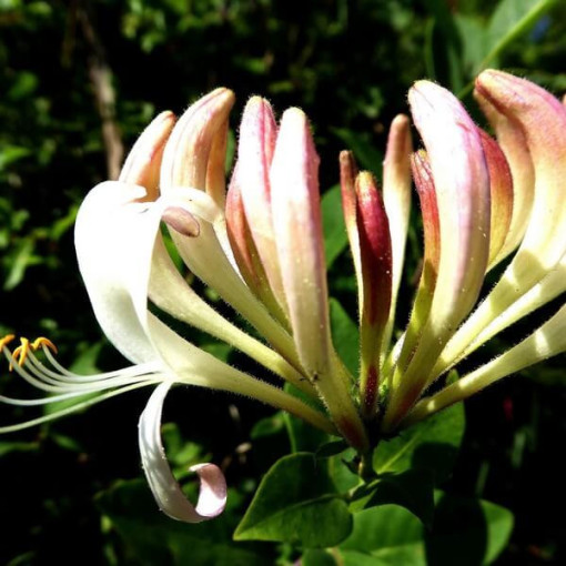 Chèvrefeuille parfumé 'Pomorski' pot, 2L