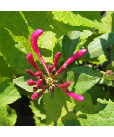 Chèvrefeuille Poméranien 'Nowa Serotina' pot, 4L